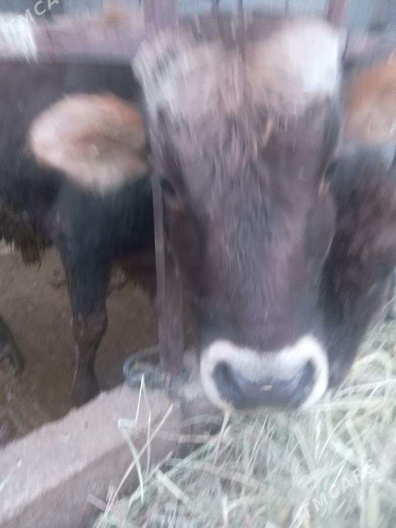 öküz - Gökdepe - img 3