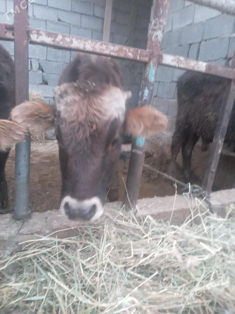 öküz - Gökdepe - img 2