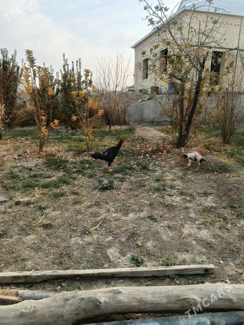 Horaz - Mary - img 3