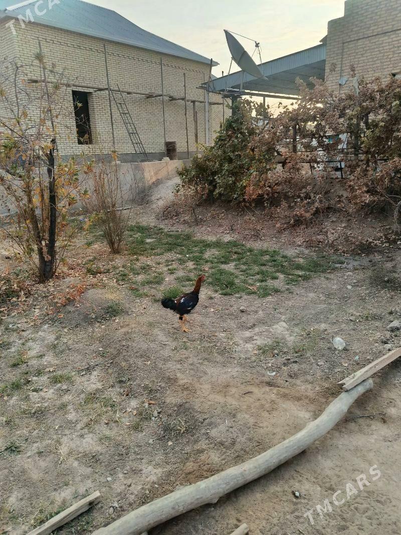 Horaz - Mary - img 2