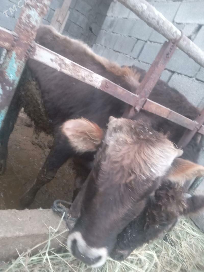 öküz - Gökdepe - img 4