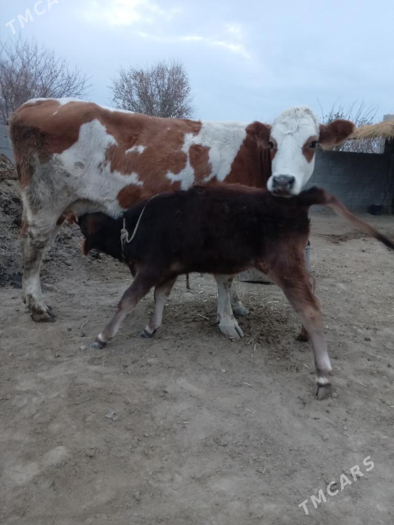 Tuwe - Бахарден - img 2