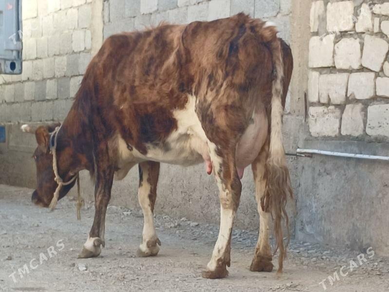 goleli sygyr - Balkanabat - img 2