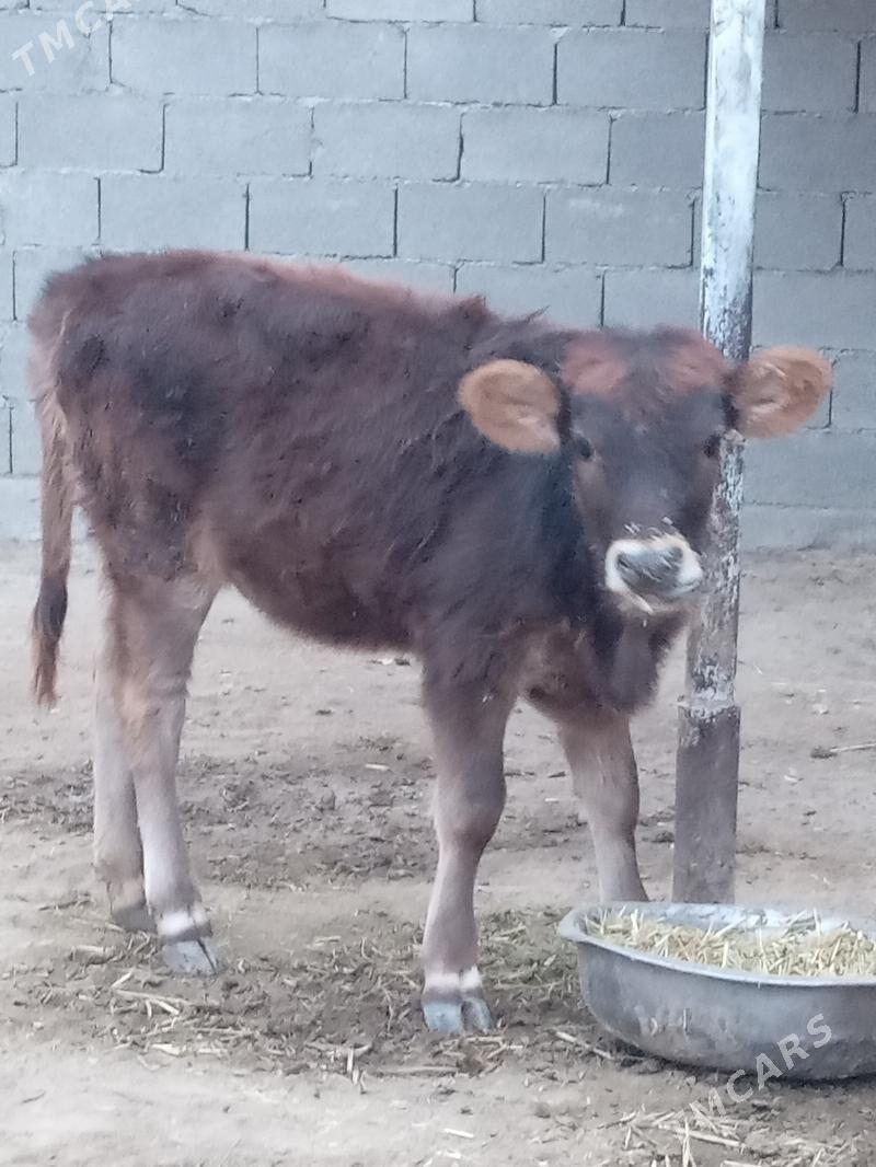 Tuwe - Бахарден - img 4