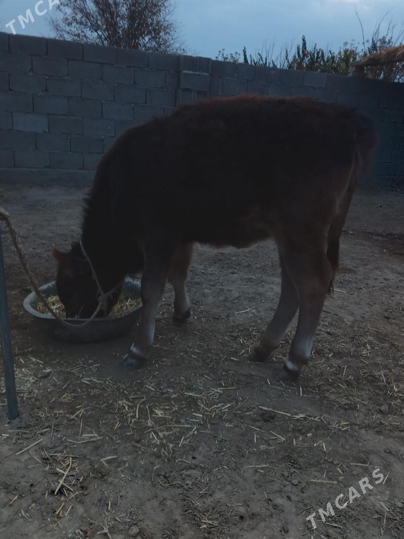 Tuwe - Бахарден - img 3