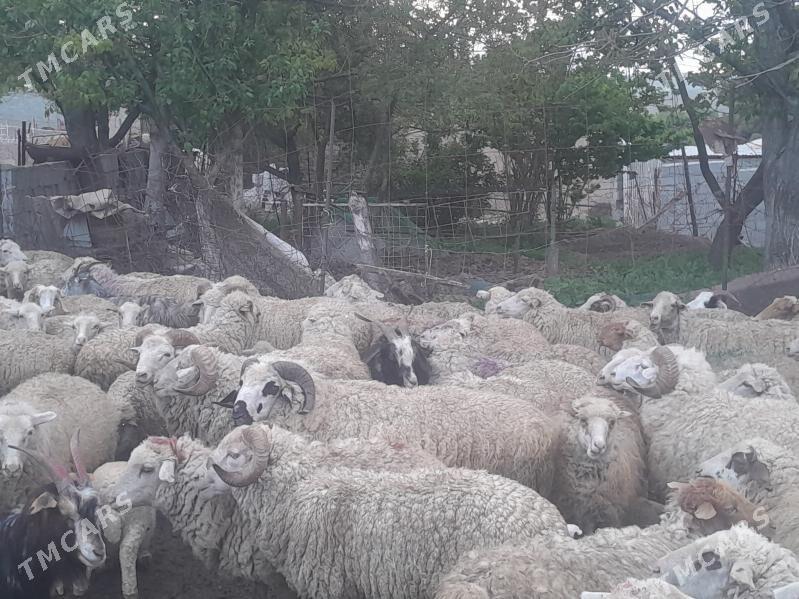 goyun - Бахарден - img 2