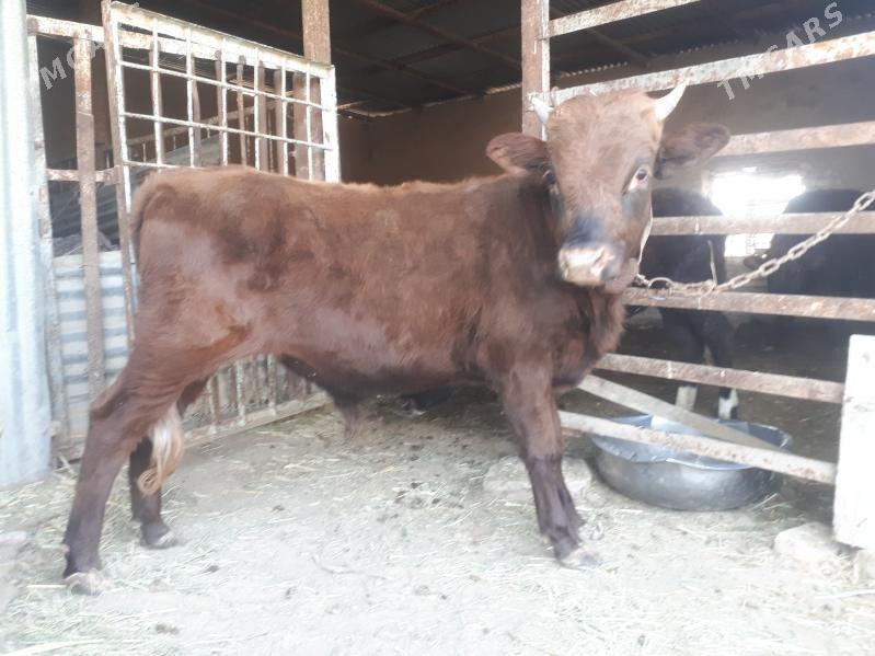 Okuzceler - Векильбазар - img 2