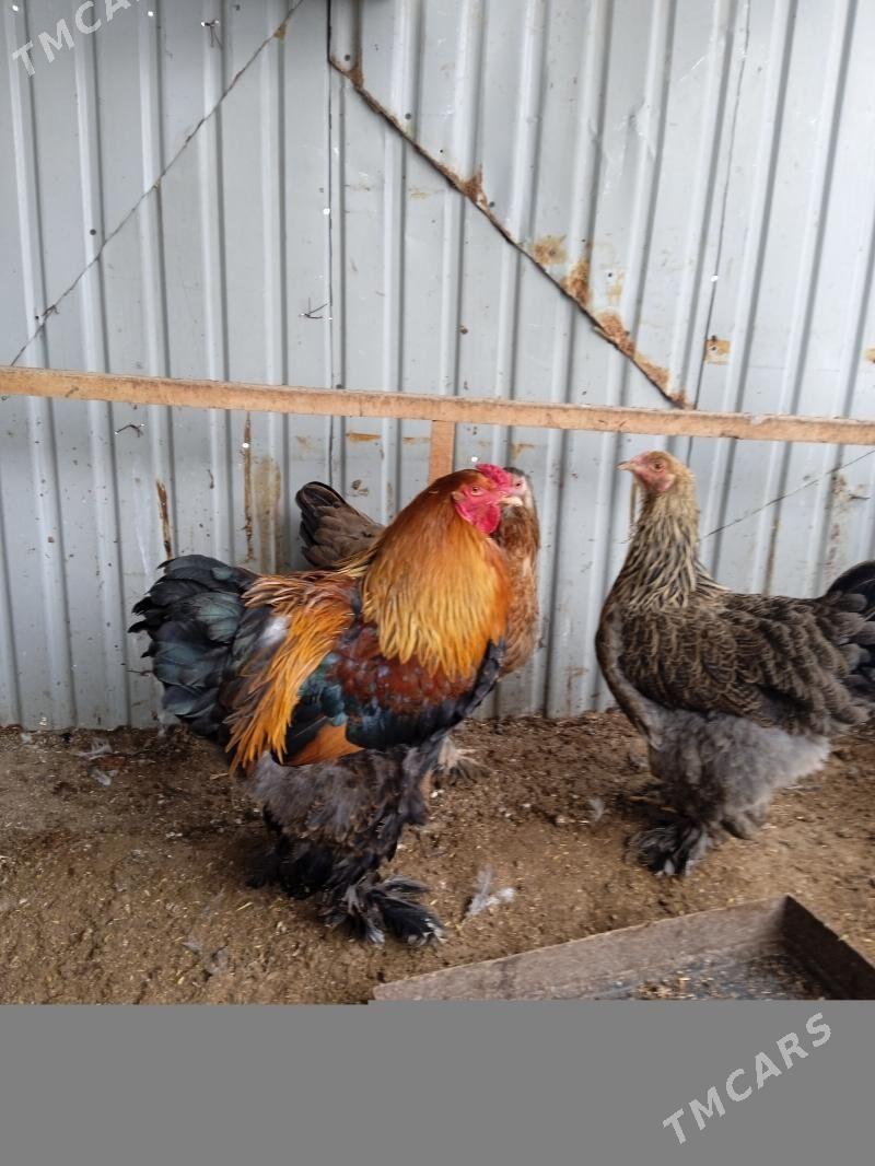 Brama horaz gold - Тязе заман - img 1