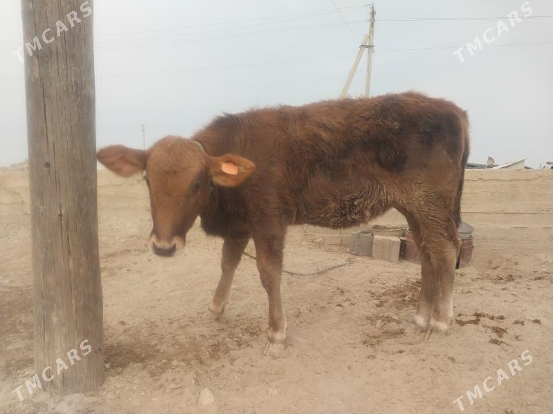 Göleli sygyr tohum tüwe - Гызыларбат - img 7