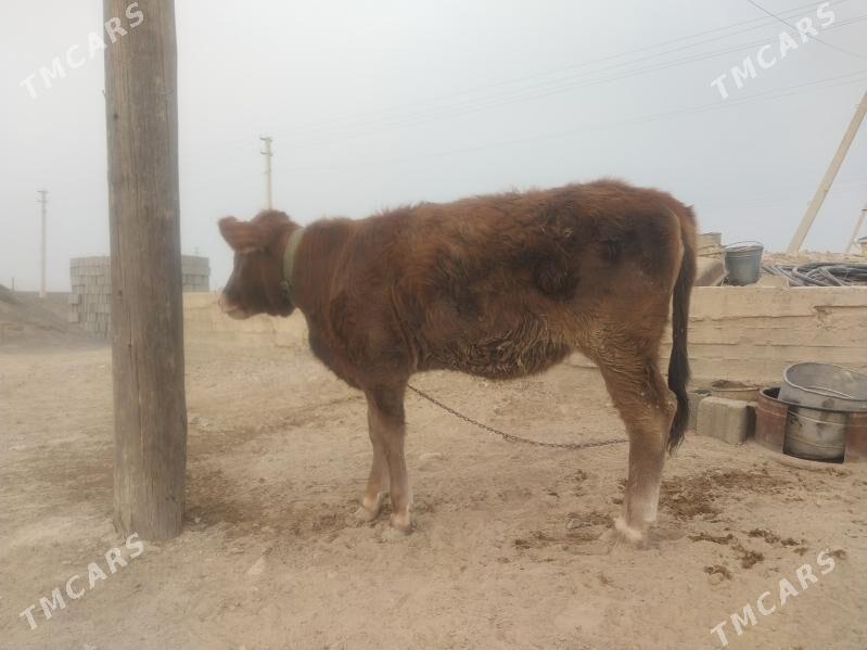 Göleli sygyr tohum tüwe - Гызыларбат - img 5