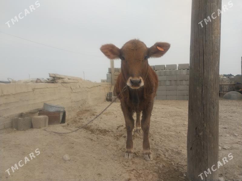 Göleli sygyr tohum tüwe - Гызыларбат - img 6