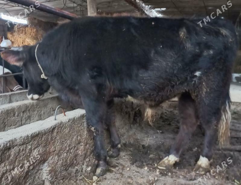 okuz - Ýaşlyk - img 2