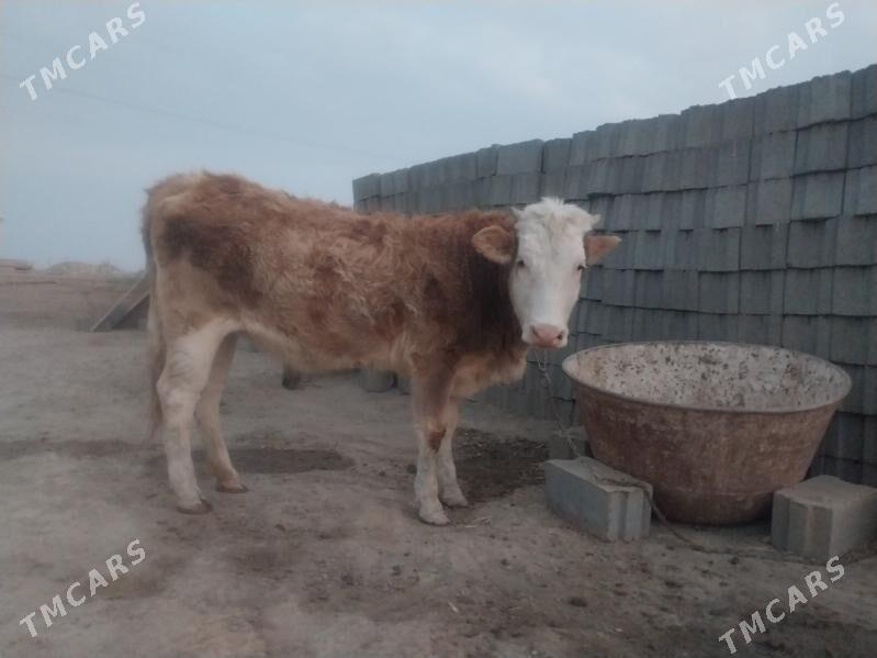 Göleli sygyr tohum tüwe - Гызыларбат - img 9