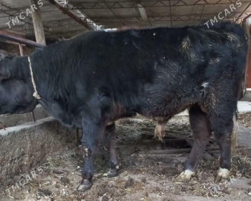 okuz - Ýaşlyk - img 3