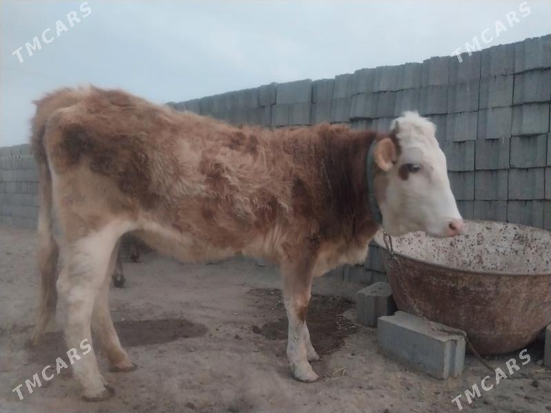 Göleli sygyr tohum tüwe - Гызыларбат - img 4