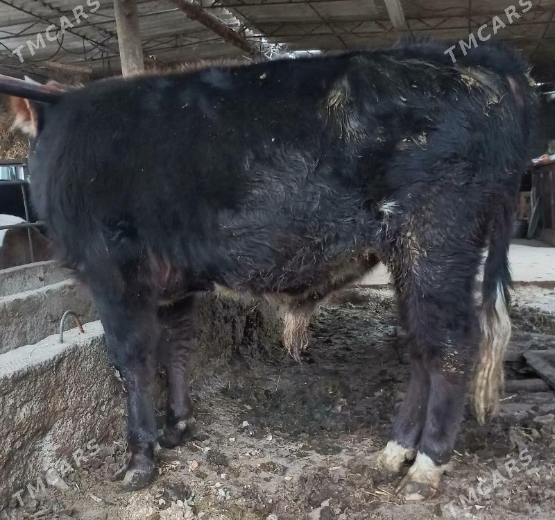 okuz - Ýaşlyk - img 4