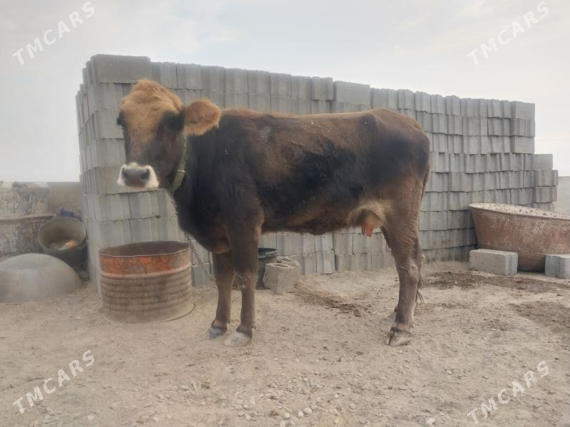 Göleli sygyr tohum tüwe - Гызыларбат - img 3