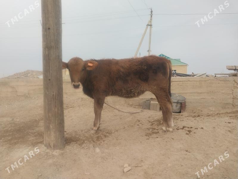 Göleli sygyr tohum tüwe - Гызыларбат - img 8