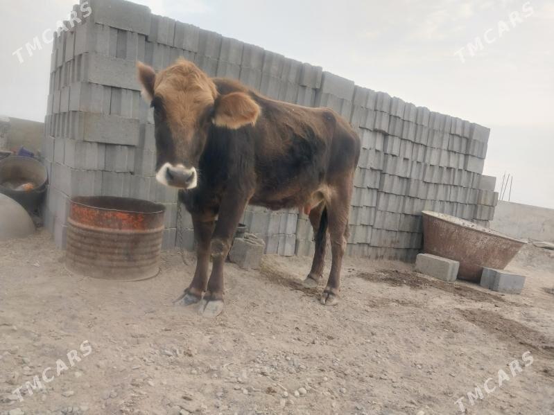 Göleli sygyr tohum tüwe - Гызыларбат - img 2