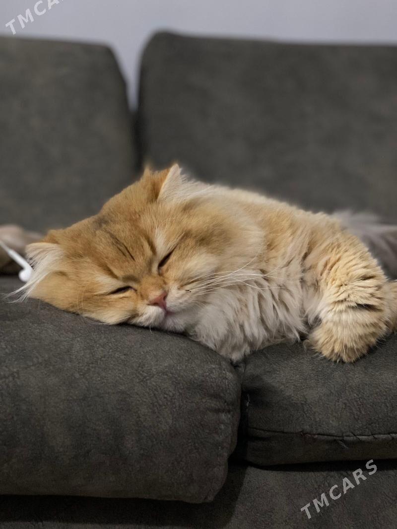 Чистокровный английский кот - Gurtly - img 2