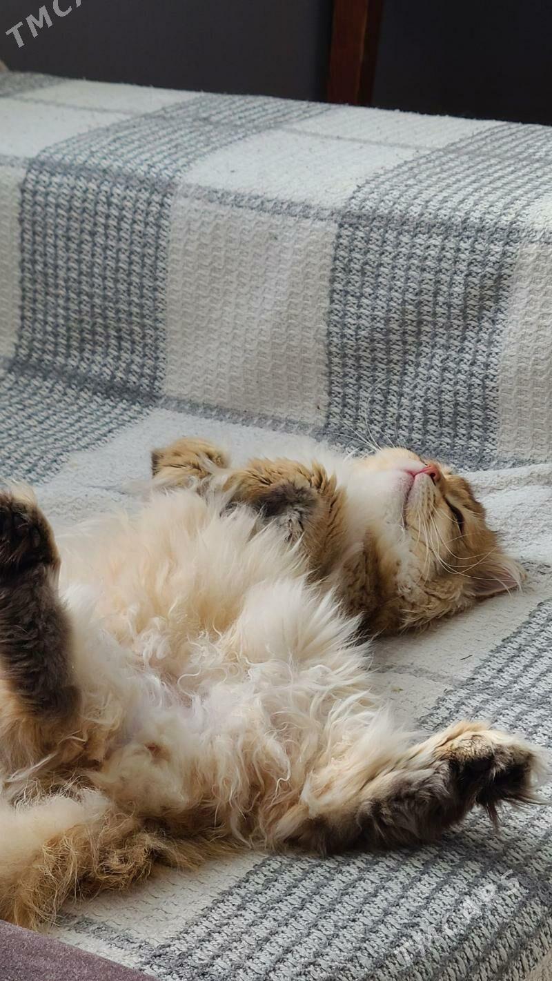 Чистокровный английский кот - Gurtly - img 5