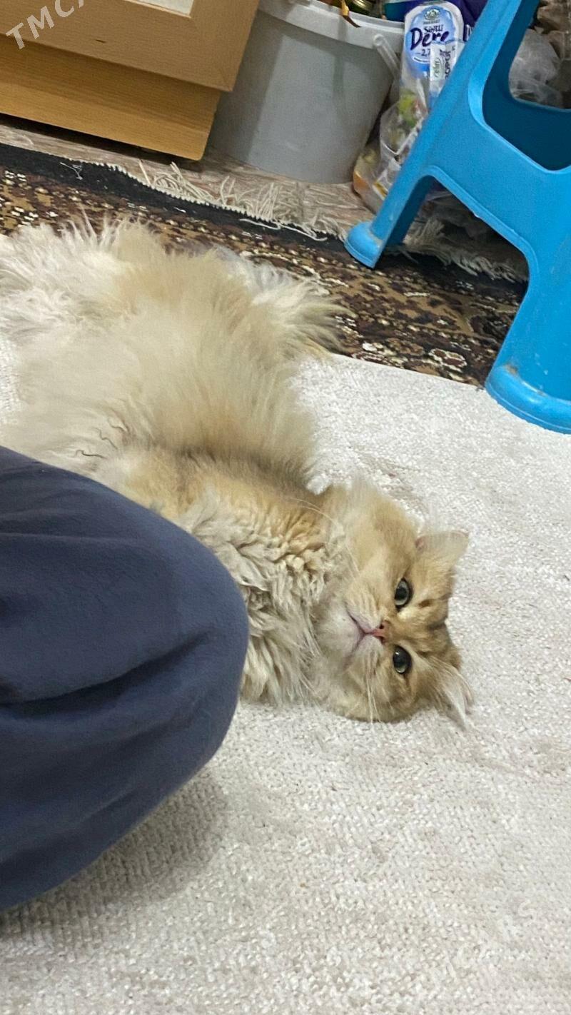 Чистокровный английский кот - Gurtly - img 8