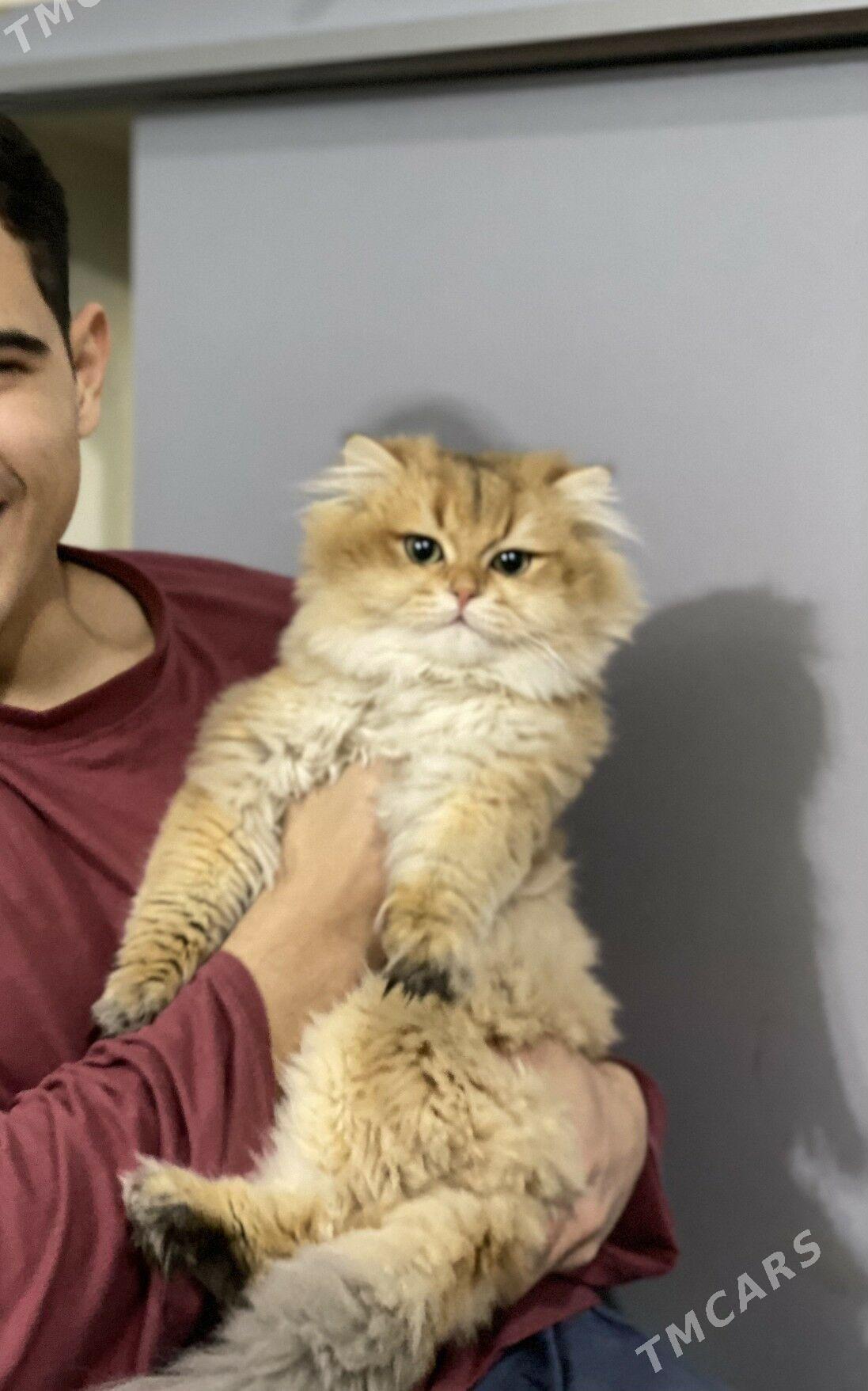 Чистокровный английский кот - Gurtly - img 4