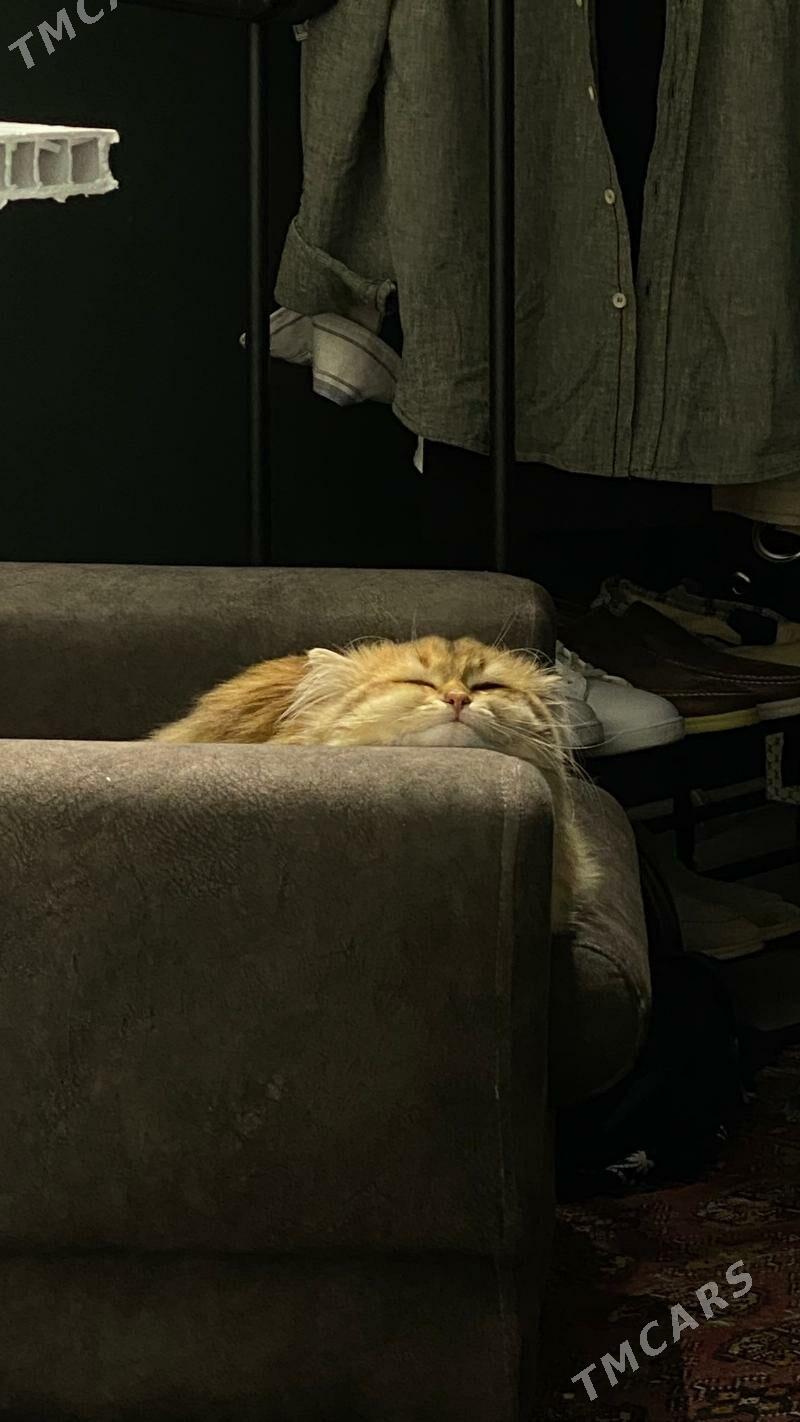 Чистокровный английский кот - Gurtly - img 7