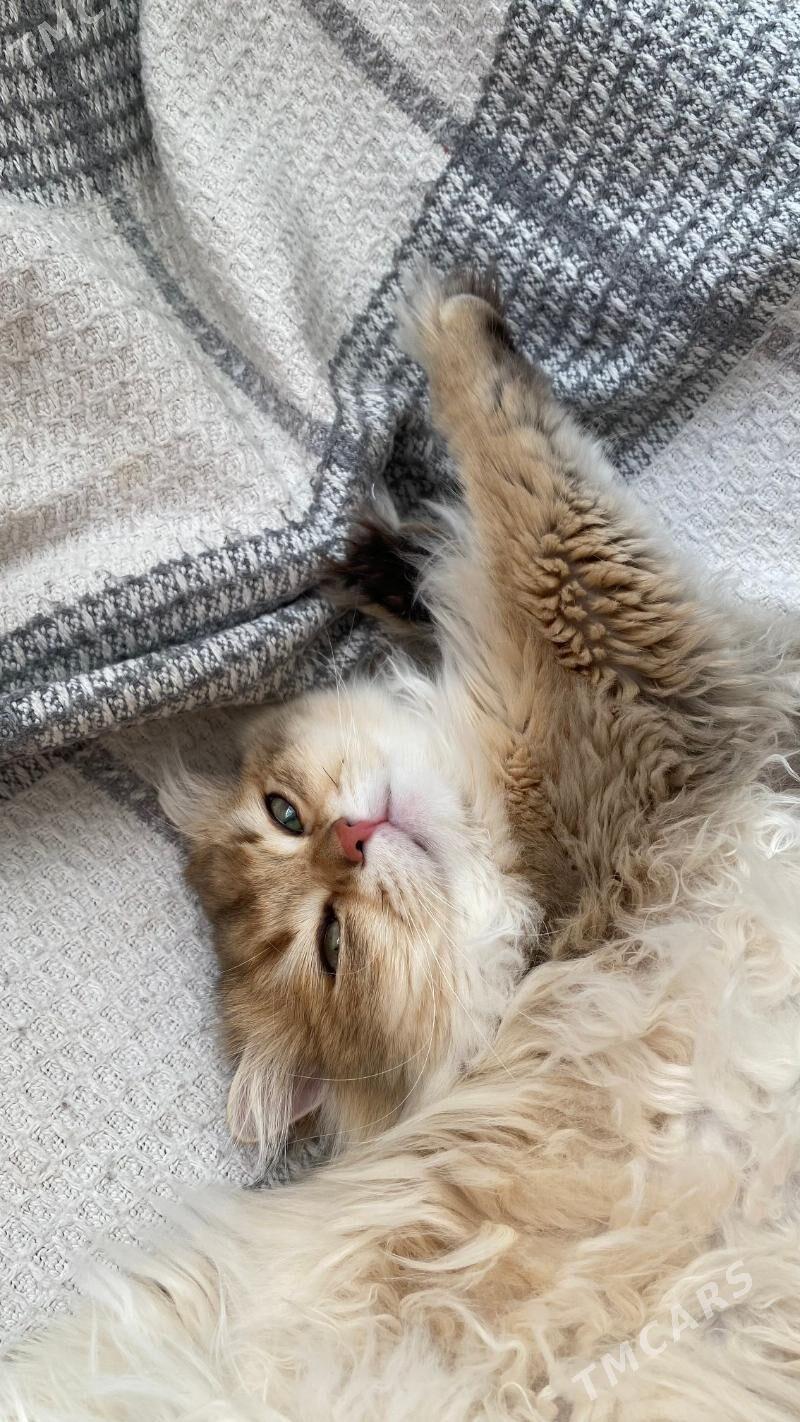 Чистокровный английский кот - Gurtly - img 6