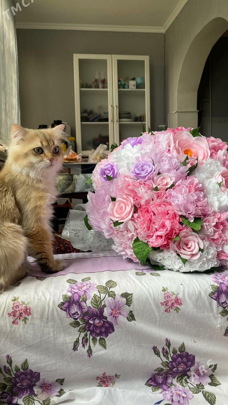 Чистокровный английский кот - Gurtly - img 3