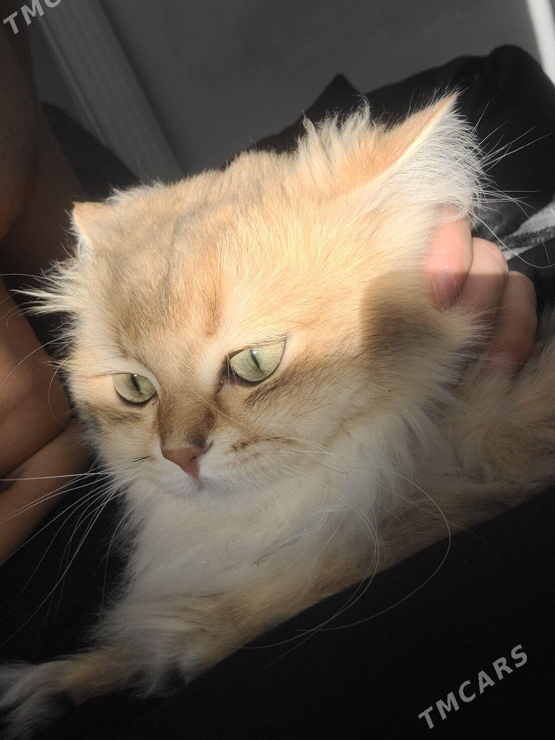 Anliskiy paroda pisik tohum uc - Ашхабад - img 9