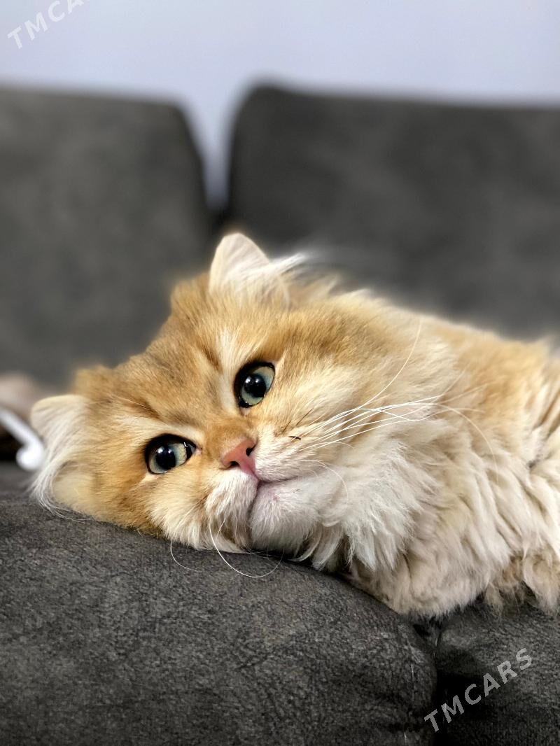 Anliskiy paroda pisik tohum uc - Ашхабад - img 4