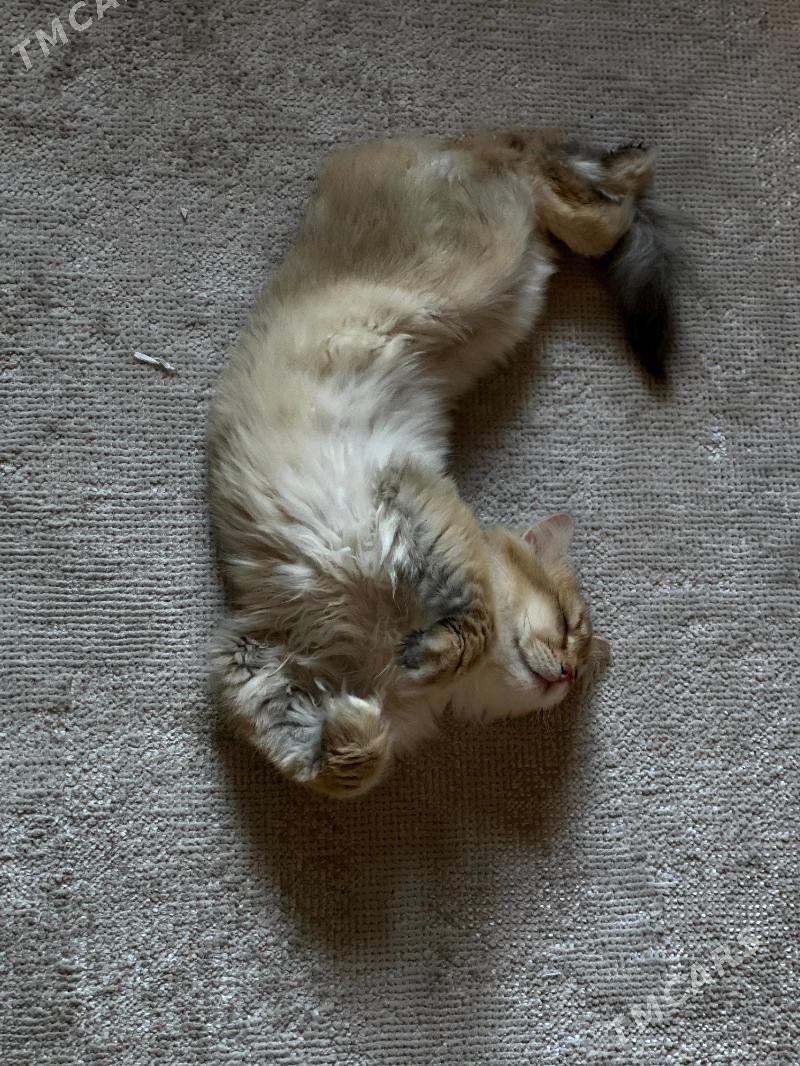 Anliskiy paroda pisik tohum uc - Ашхабад - img 8