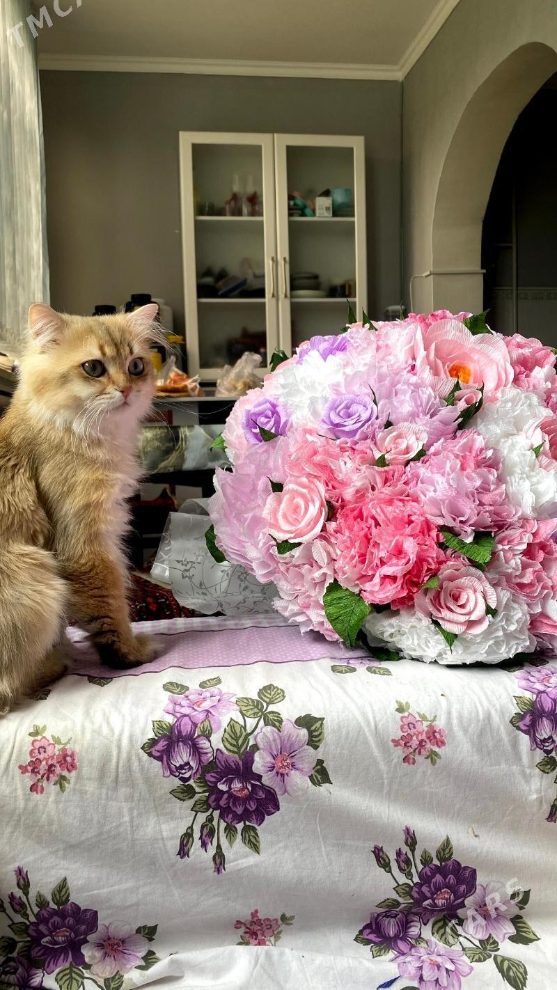 Anliskiy paroda pisik tohum uc - Ашхабад - img 10