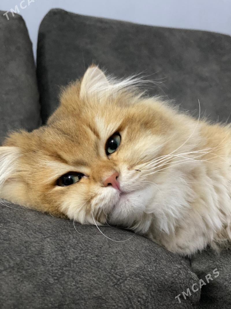 Anliskiy paroda pisik tohum uc - Ашхабад - img 5