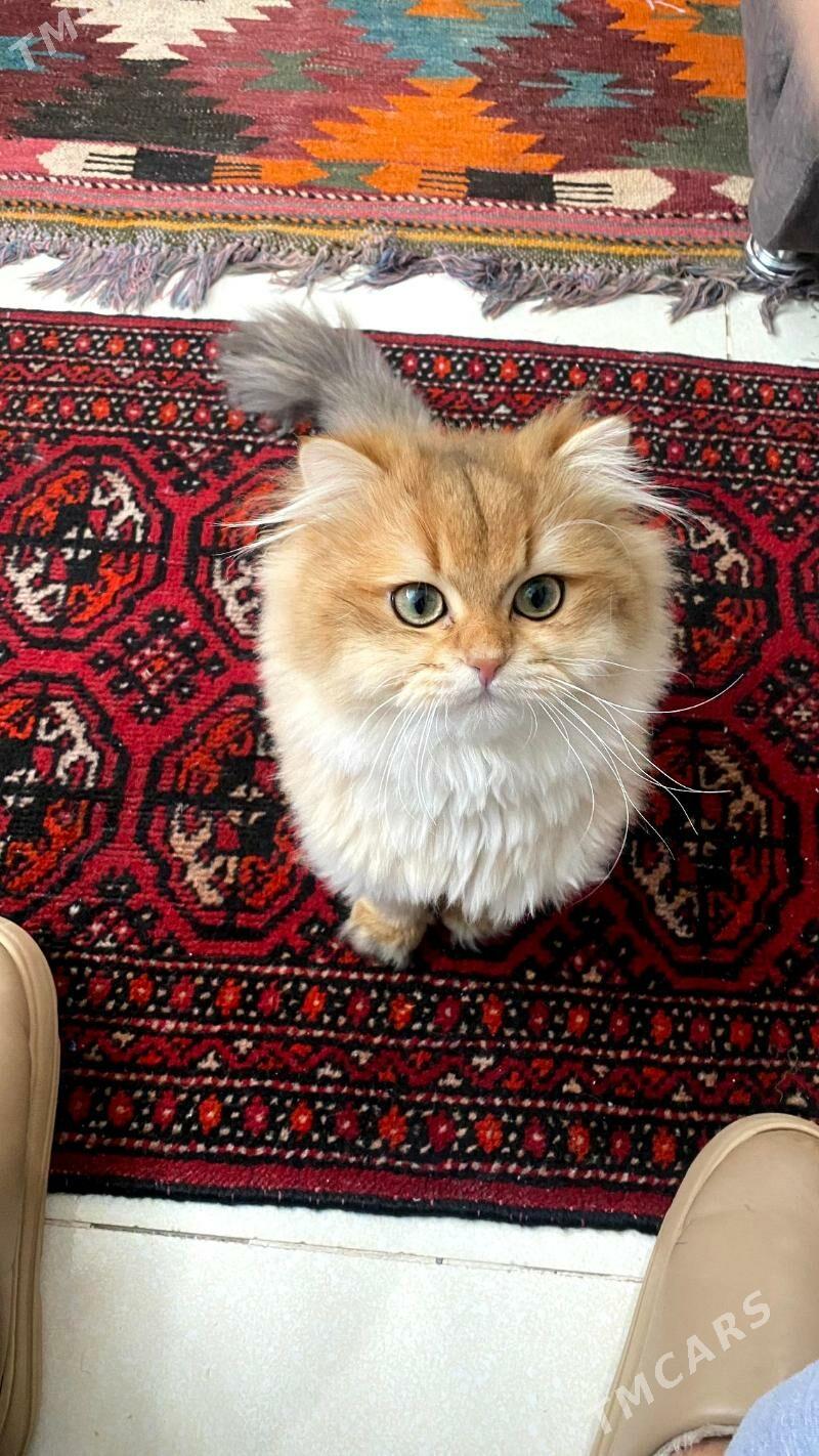 Anliskiy paroda pisik tohum uc - Ашхабад - img 6