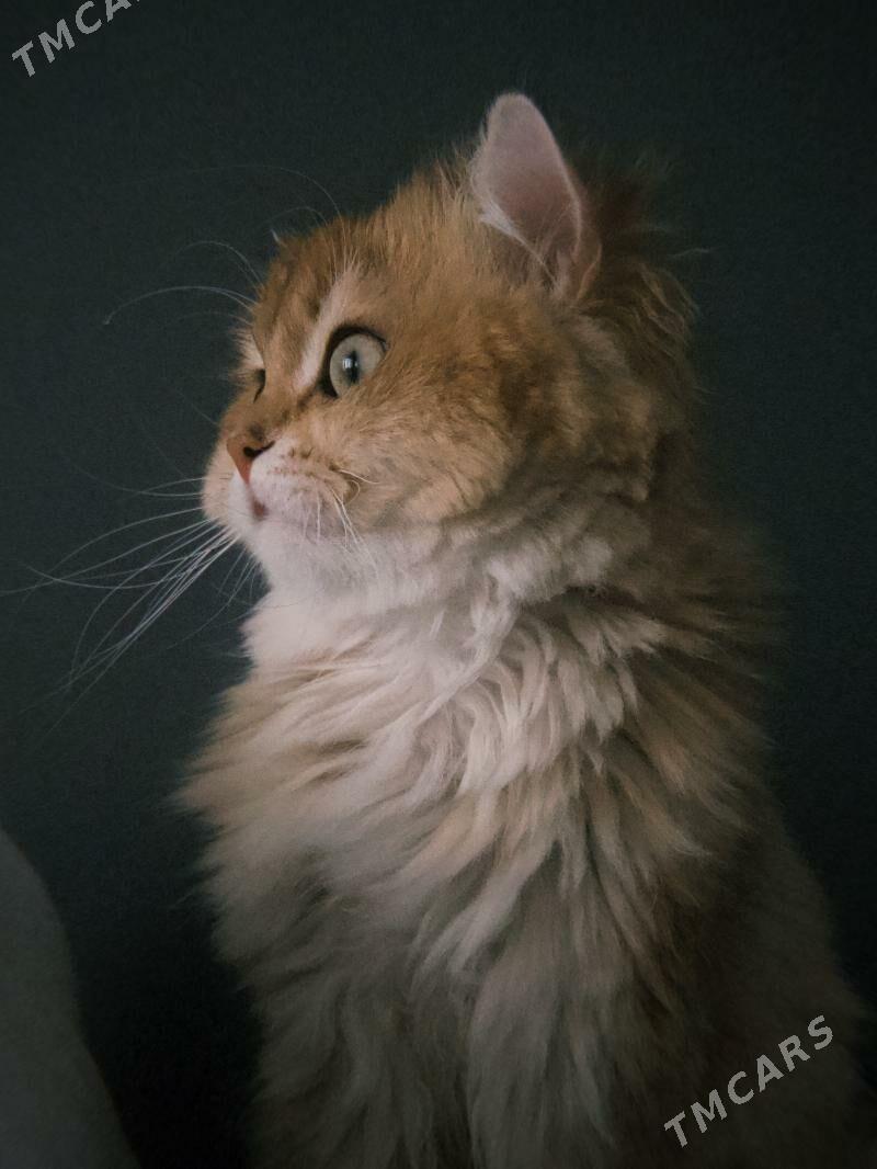 Anliskiy paroda pisik tohum uc - Ашхабад - img 7