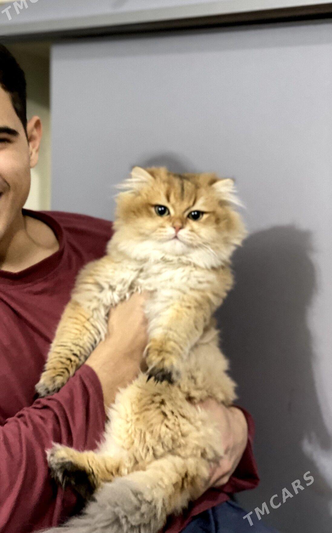 Anliskiy paroda pisik tohum uc - Ашхабад - img 3