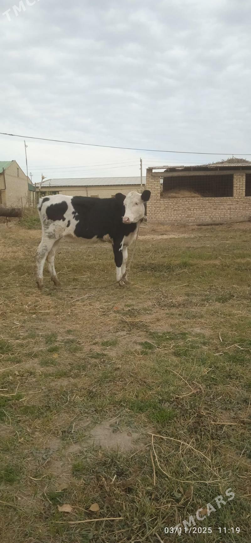 Simental unajyn - Дянев - img 2