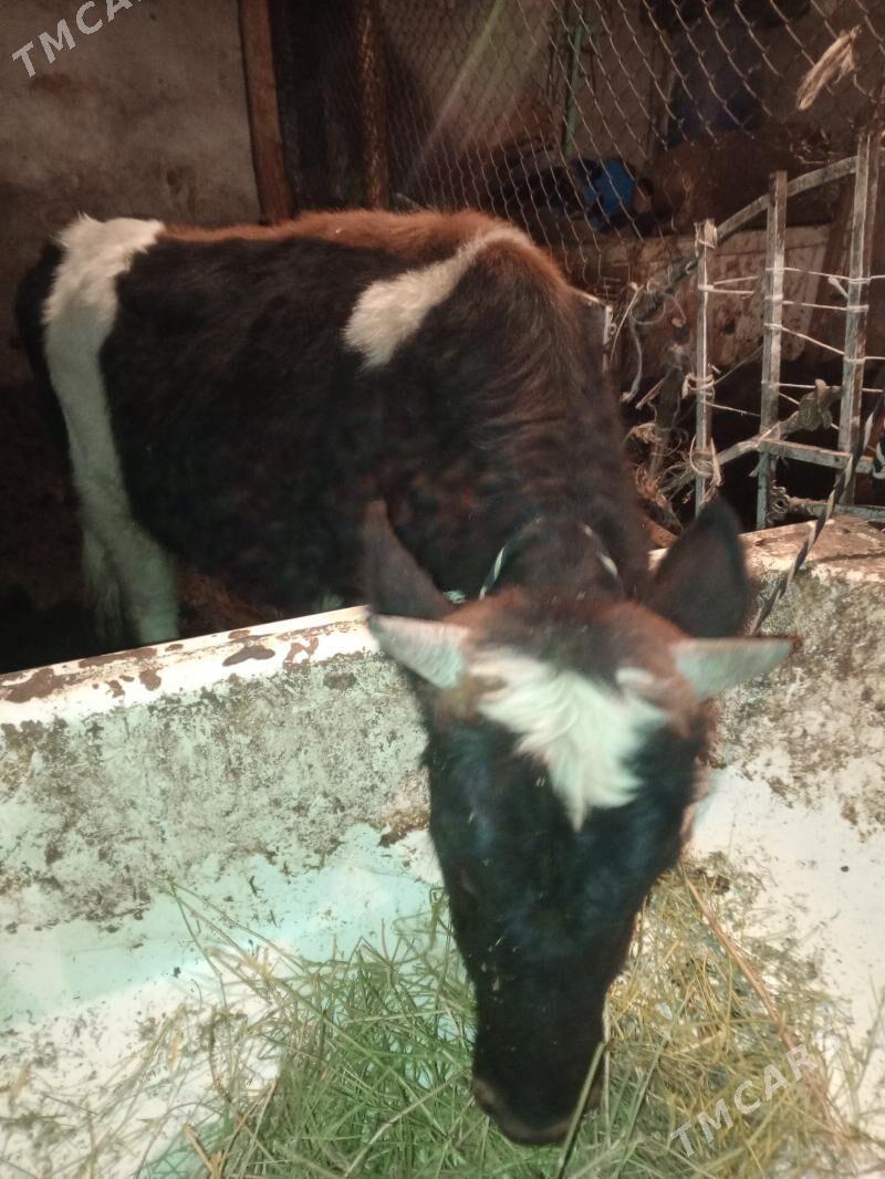 Okuz 2-sany - Ашхабад - img 2