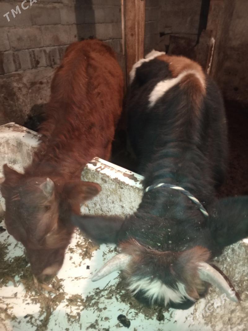 Okuz 2-sany - Ашхабад - img 5