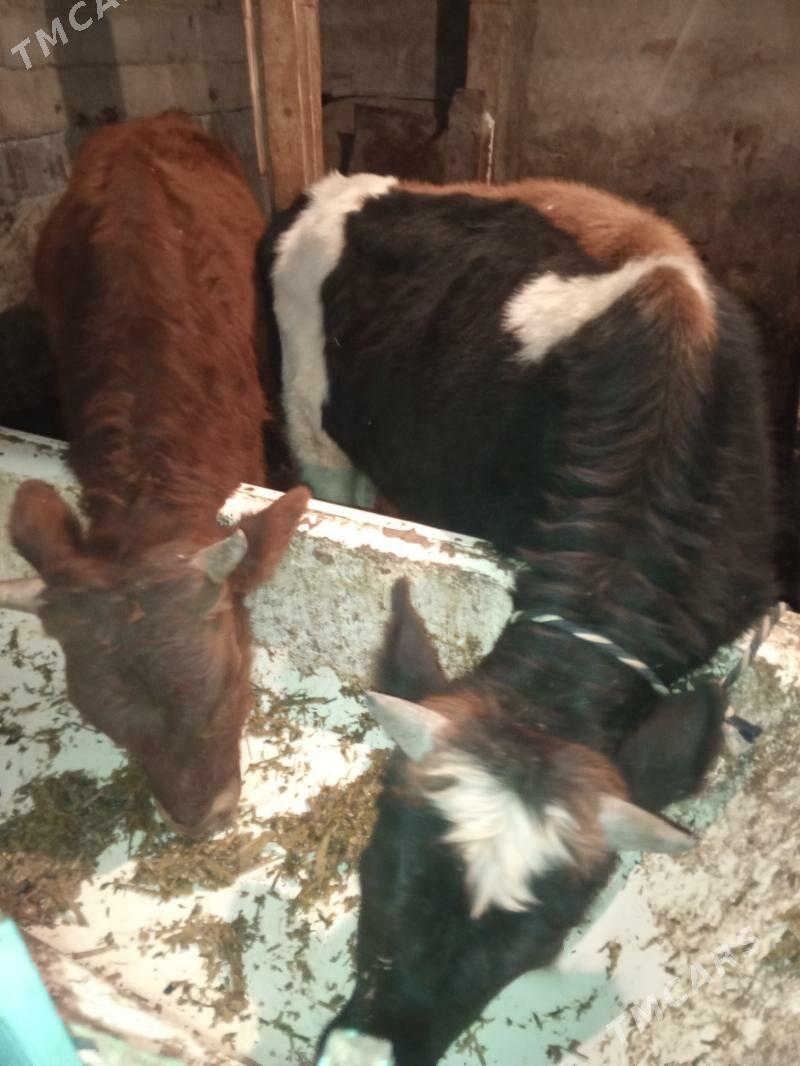 Okuz 2-sany - Ашхабад - img 7