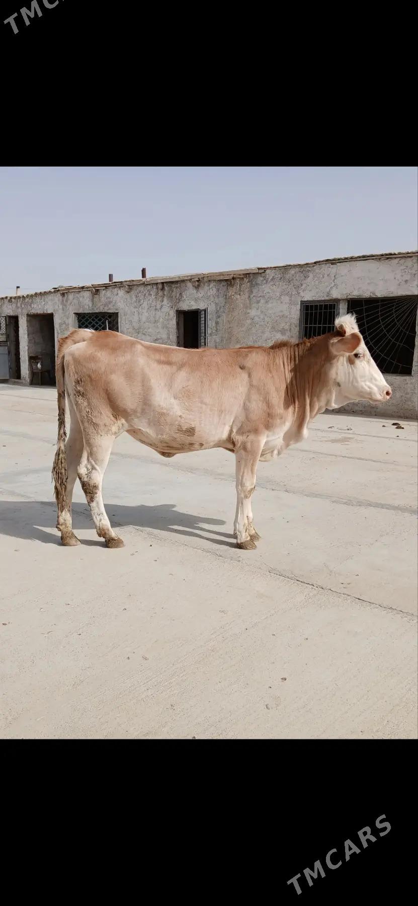 Göleli sygyr tohum tüwe - Гызыларбат - img 10