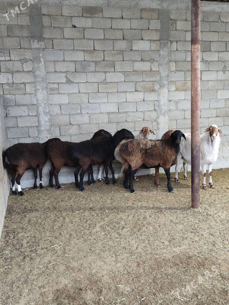 GÌSAR GOÝUNAR - Анев - img 3