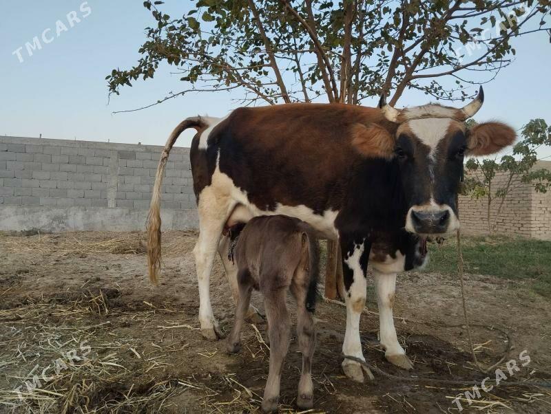 goleli sigir - Гёкдепе - img 2