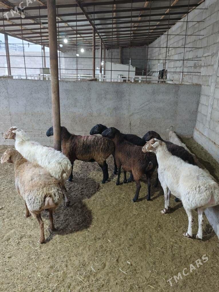 GÌSAR GOÝUNAR - Анев - img 8