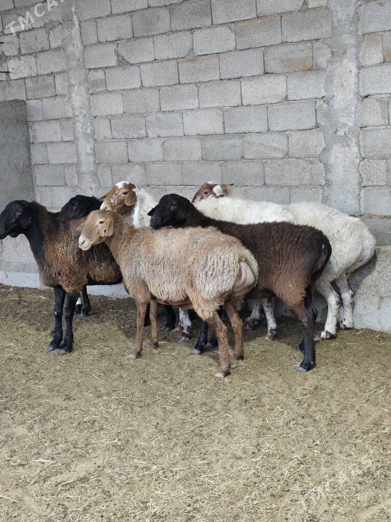 GÌSAR GOÝUNAR - Анев - img 10