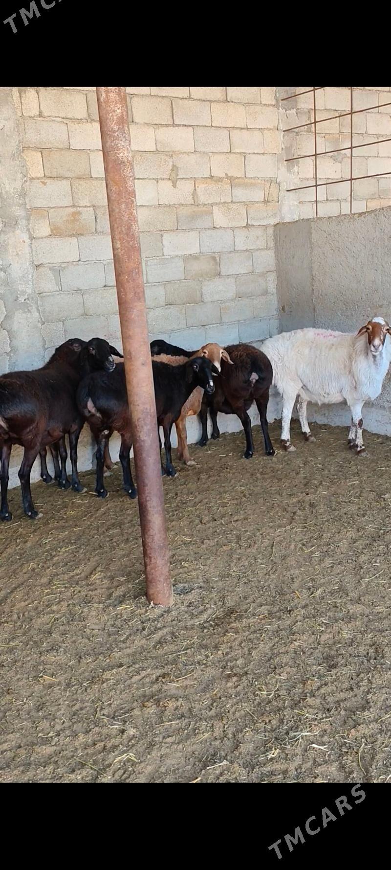 GÌSAR GOÝUNAR - Анев - img 6