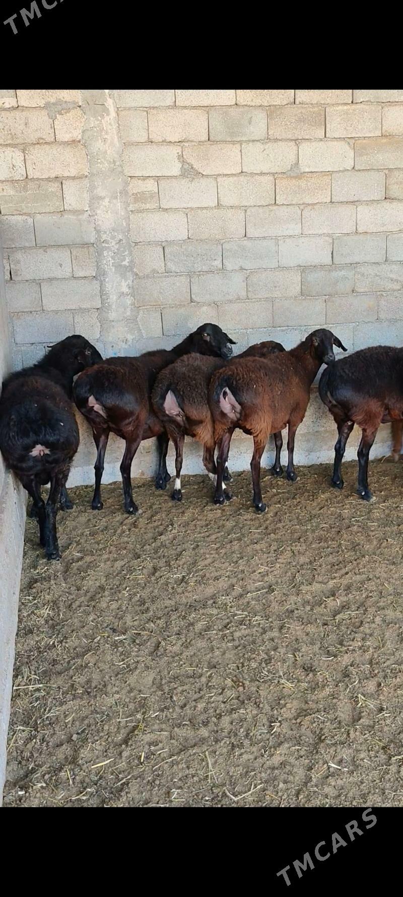 GÌSAR GOÝUNAR - Анев - img 2