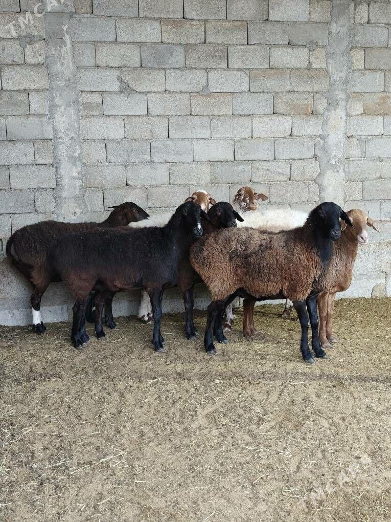 GÌSAR GOÝUNAR - Анев - img 9